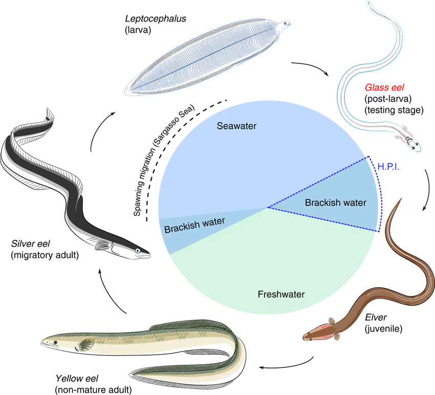Life history of the European eel (Anguilla anguilla)
