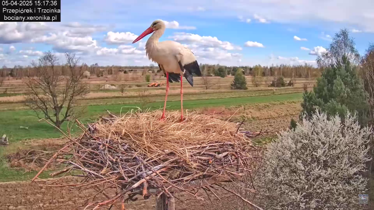 05042025paresekundwgniezdzie_12