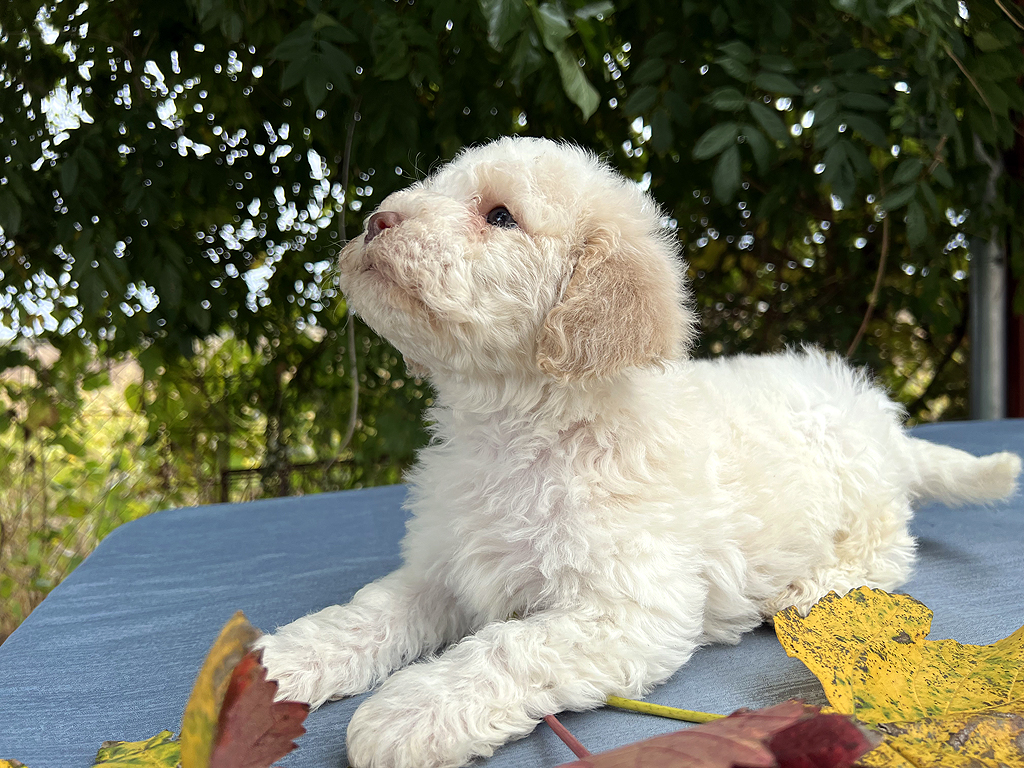 Ideal Dale Einstein – postimg photo 5