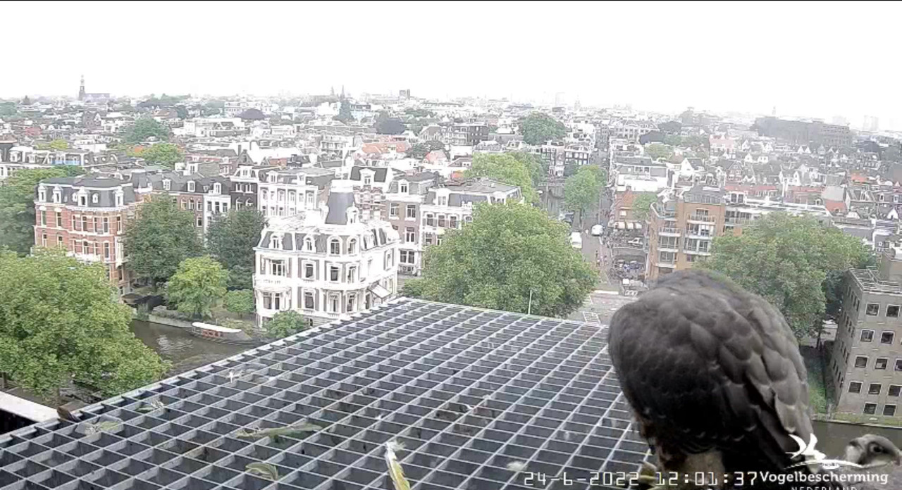 Amsterdam/Rijksmuseum screenshots © Beleef de Lente/Vogelbescherming Nederland - Pagina 32 Video-2022-06-24-120522-Moment