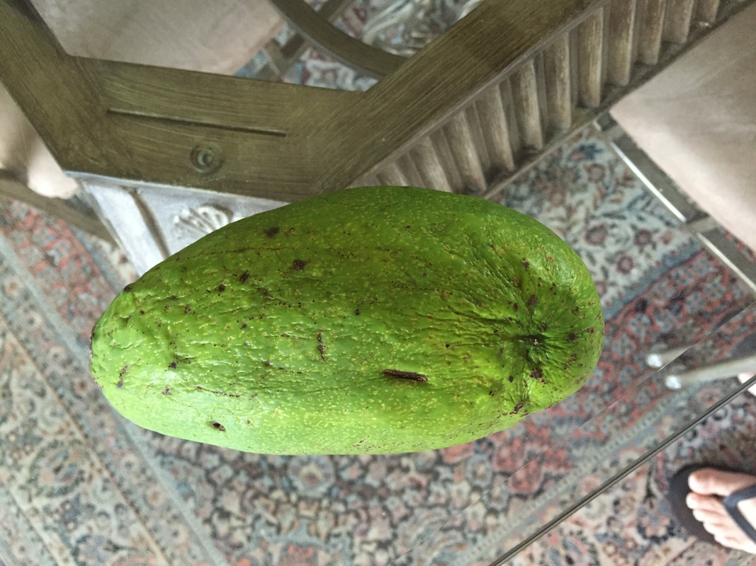avo