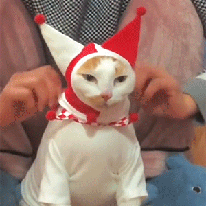 Cat-Hate-Ihateyou.webp