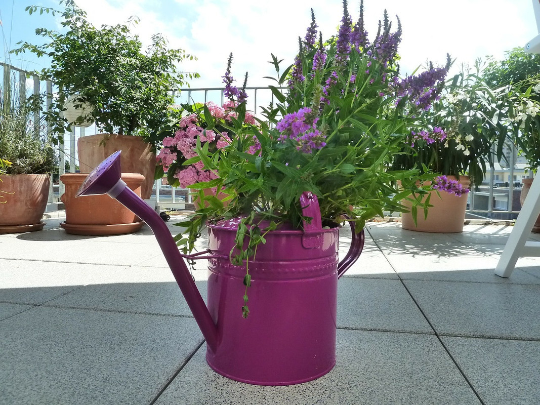 magenta-watering-can-169815-1280.jpg