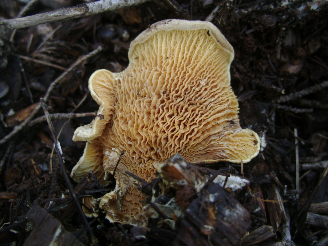 Tapinella pinuoides (5)