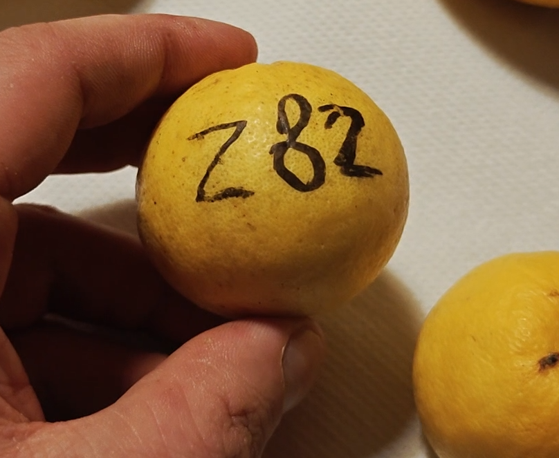 Citrus Z82 whole