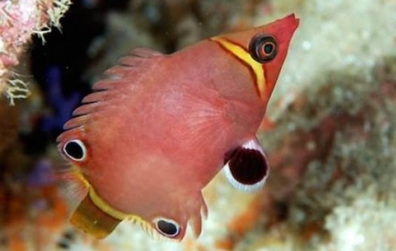 Yellow-Banded-Possum-Wrasse.jpg