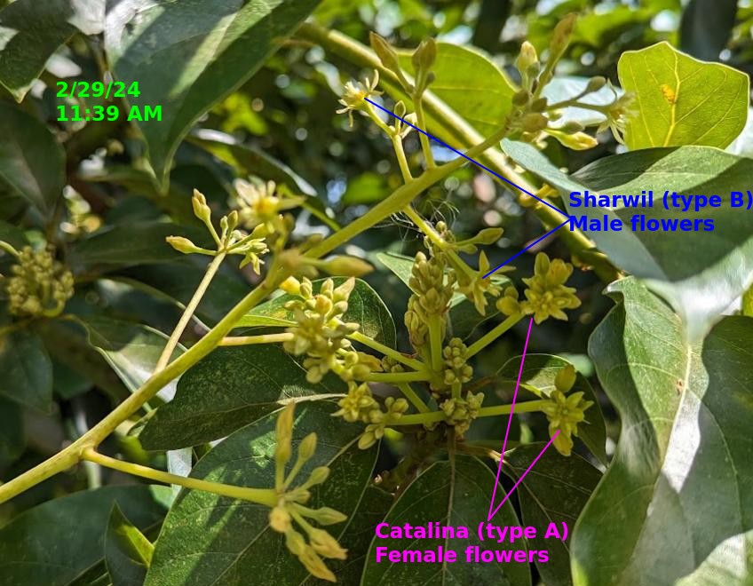avocado_20240229