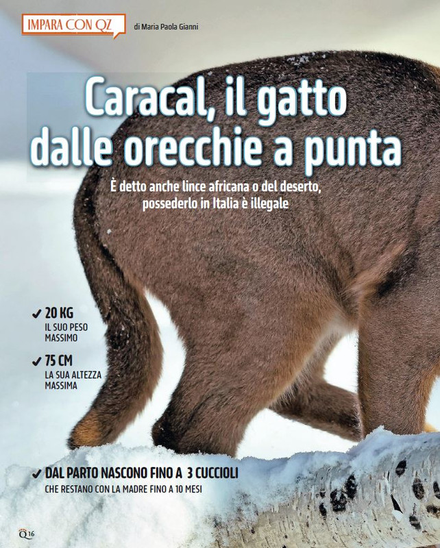 QuattroZampe Dic 2024-Gen 2025 (1)