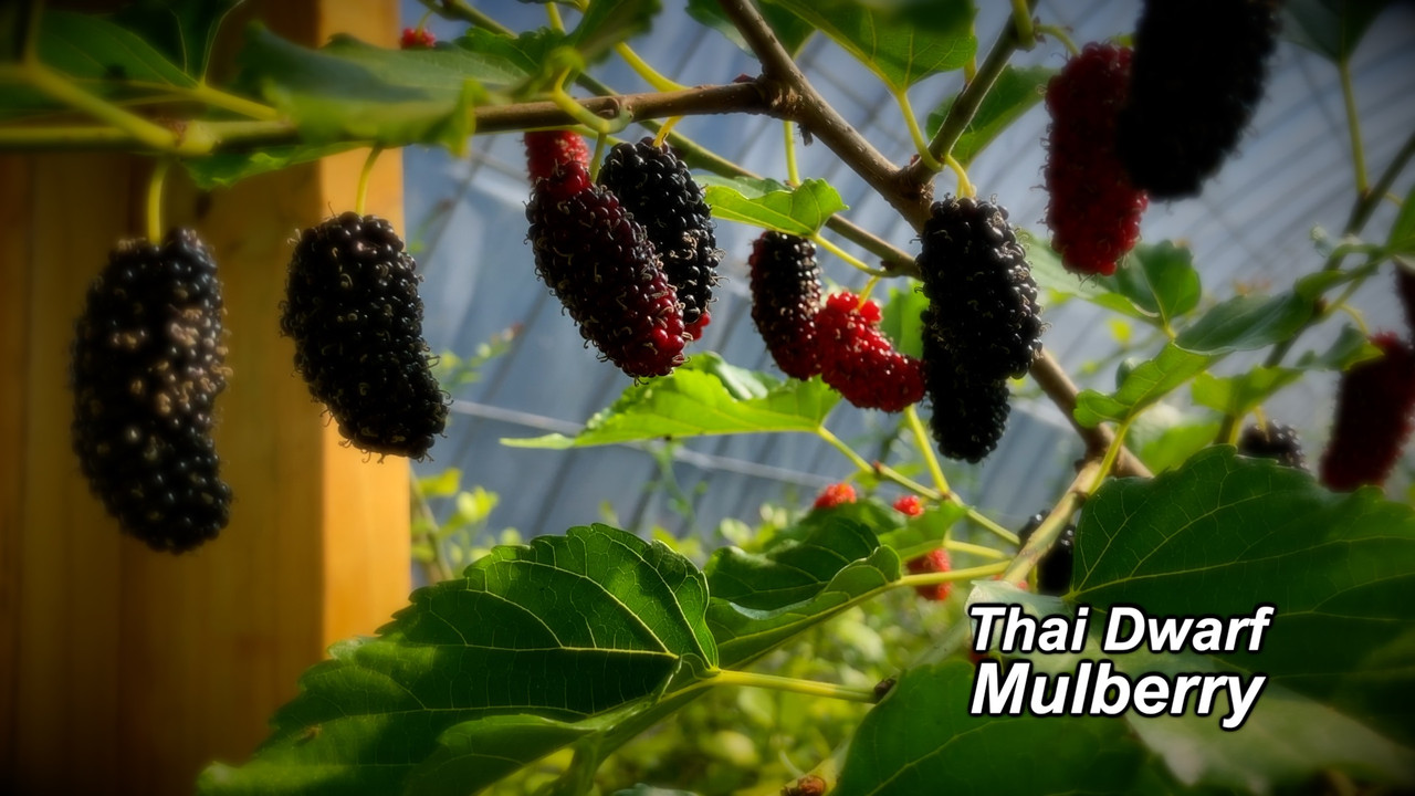 Mulberry Still 2022 02