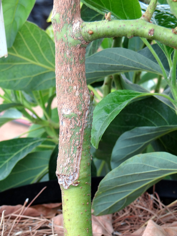 SharwilGraft6-8-2013