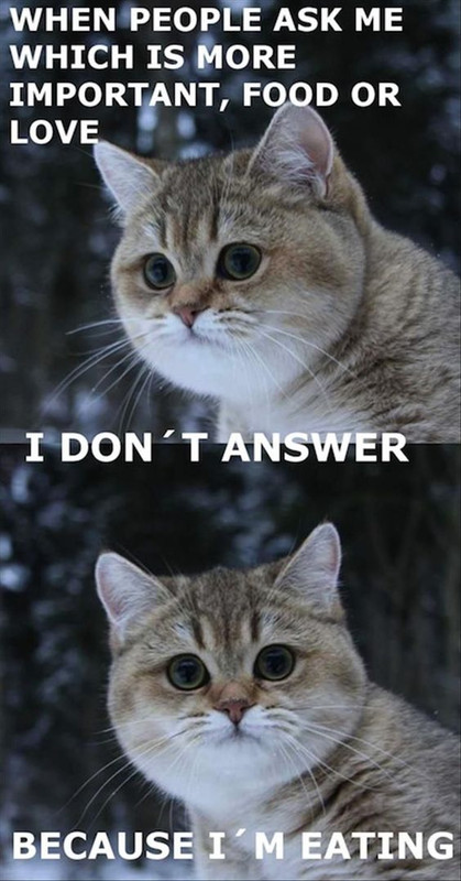 Cat Humor #8