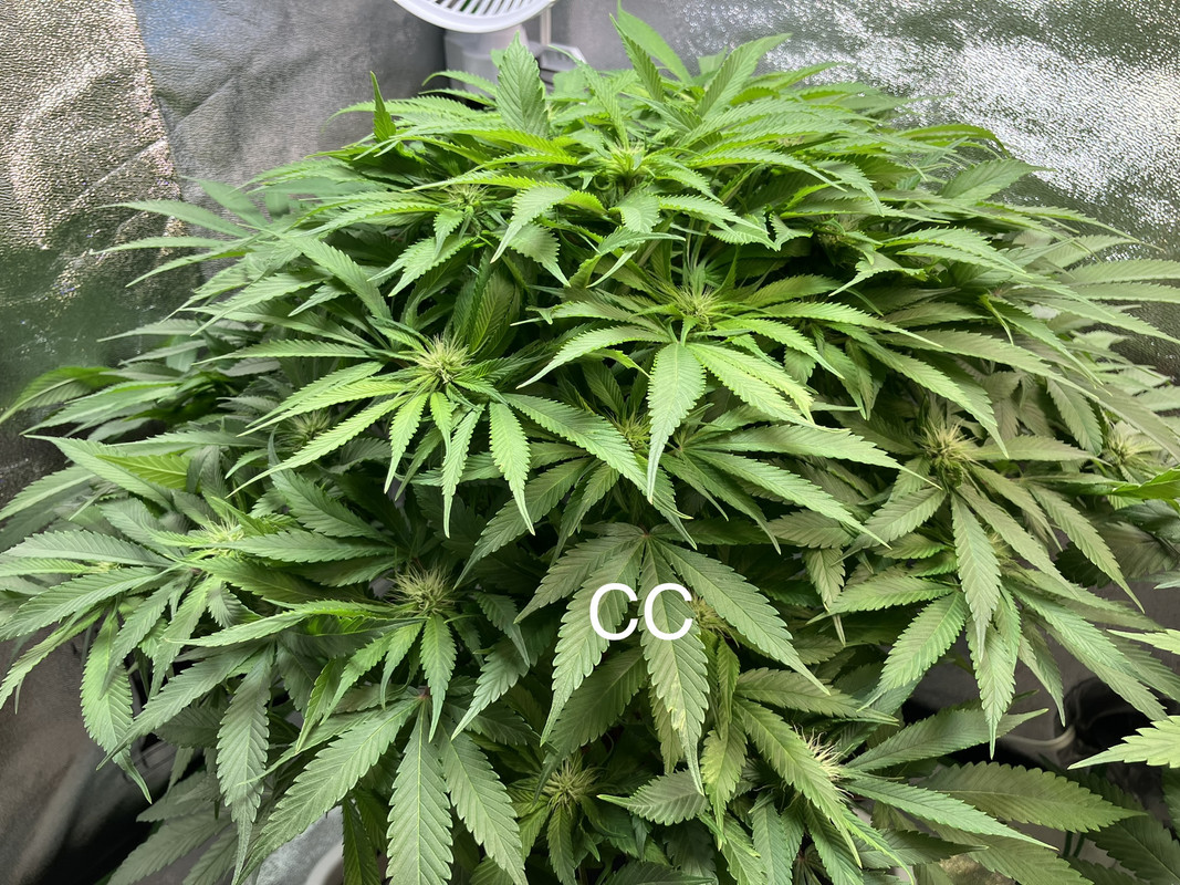 IMG_1598 (Mayo 20  2023)