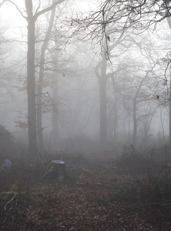 woods-fog2.jpg