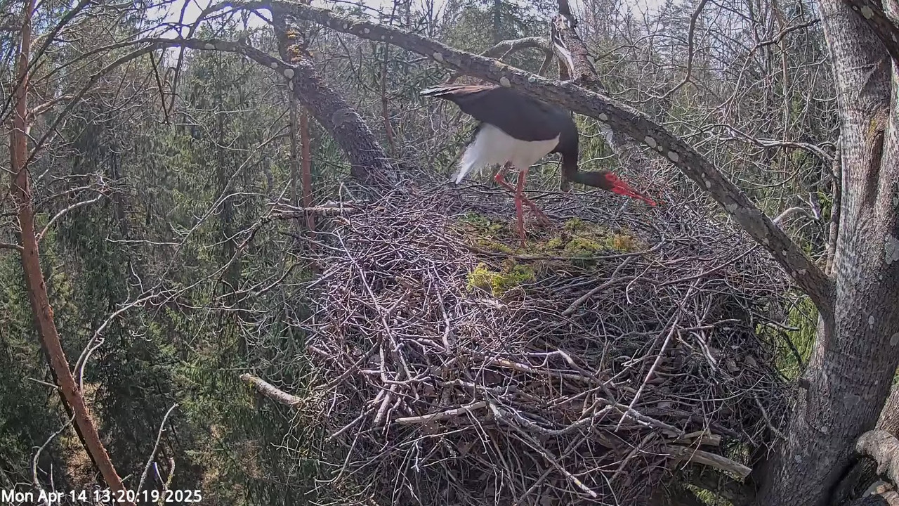 Must-toonekurg 3 __ Ciconia nigra __ Melnais stārķis 3-12-37 screenshot