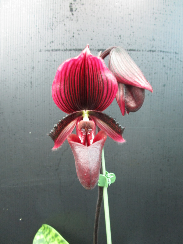 Gloriosum x Pulsar (1)