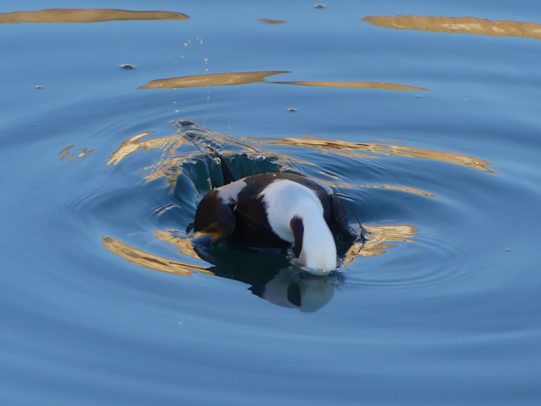 LT DUCK 1