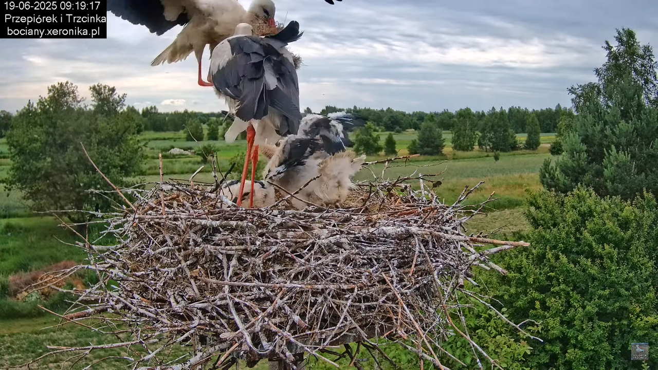 19062025bociany26