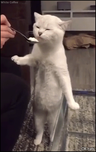Funny-Cat-GIF-Agile-cat-standing-up-and-eating-his-snack-in-a-teaspoon-like-a-human.gif