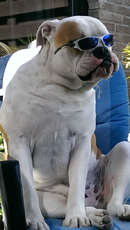 900658_782893805078530_1985449515_o