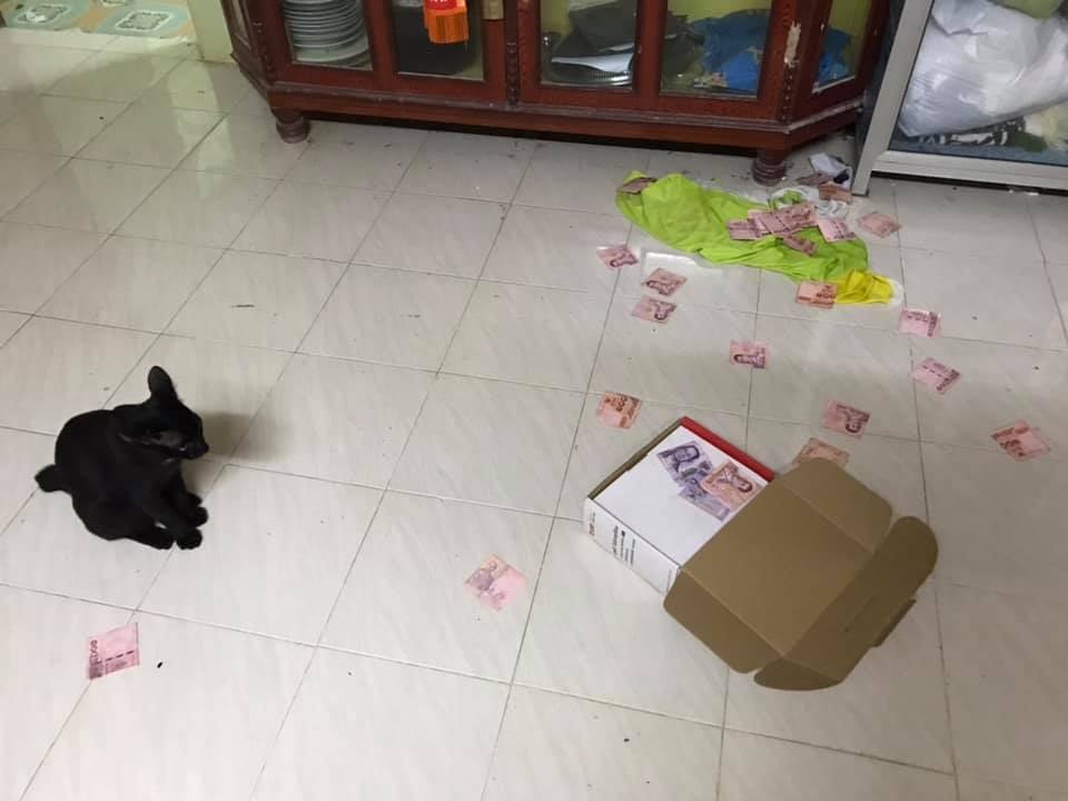 kucing hitam dengan kotak berisi duit