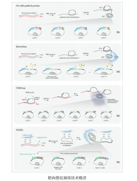 空间转录组技术-6.png