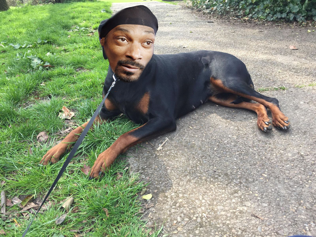 snoop-doberman