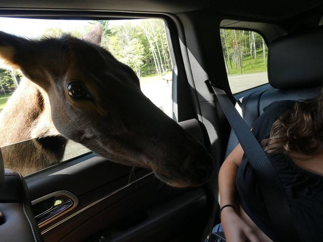 Sucrerie de la Montagne y Parc Omega - DOS SEMANAS EN EL ESTE DE CANADÁ (ONTARIO Y QUÉBEC) (11)