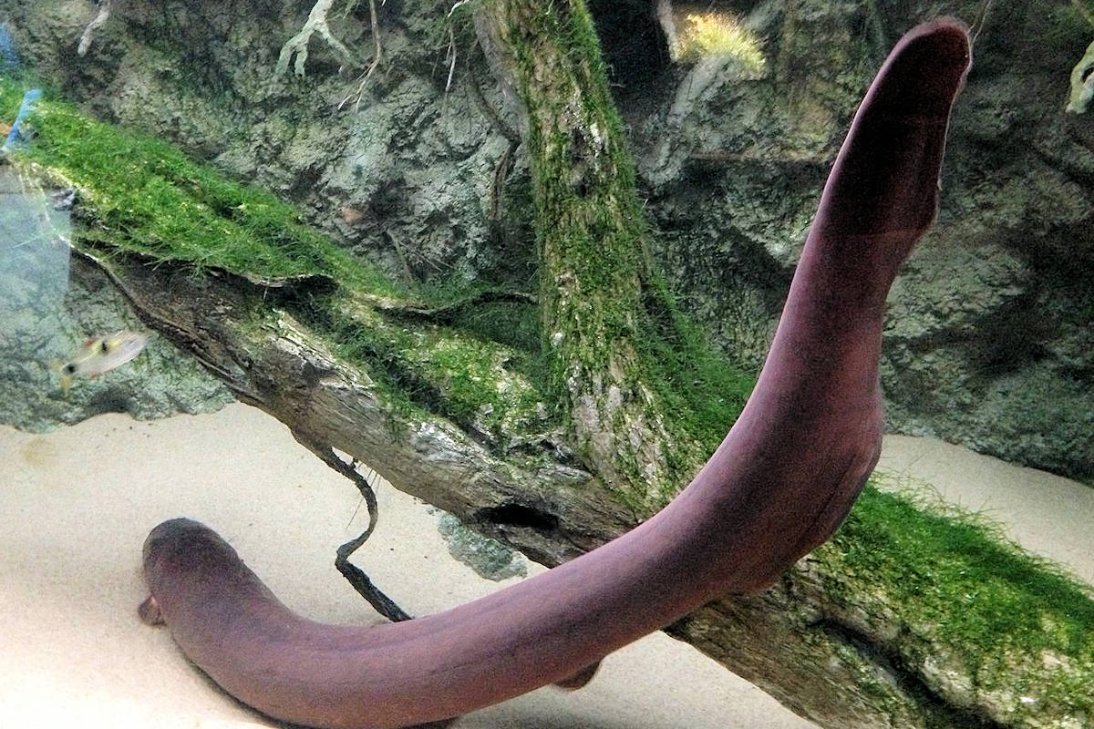 Anguila se salva de ser devorada al atravesar el cuello de garza que la atrapó