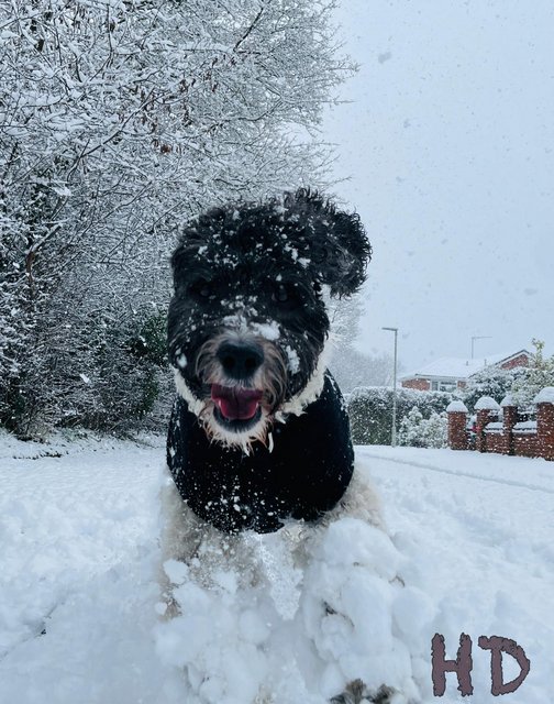 digs-snow-jan-24th-2021.jpg