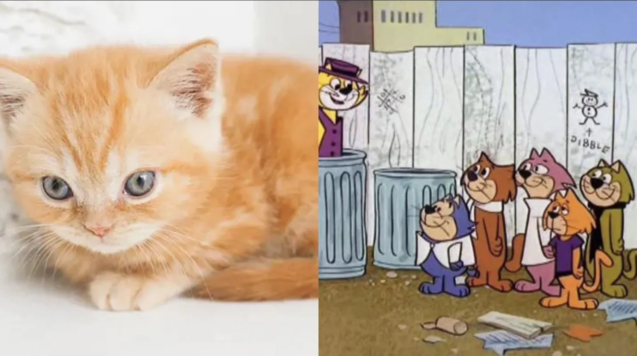 Así lucirían Don Gato y su Pandilla si fueran gatitos reales, según IA