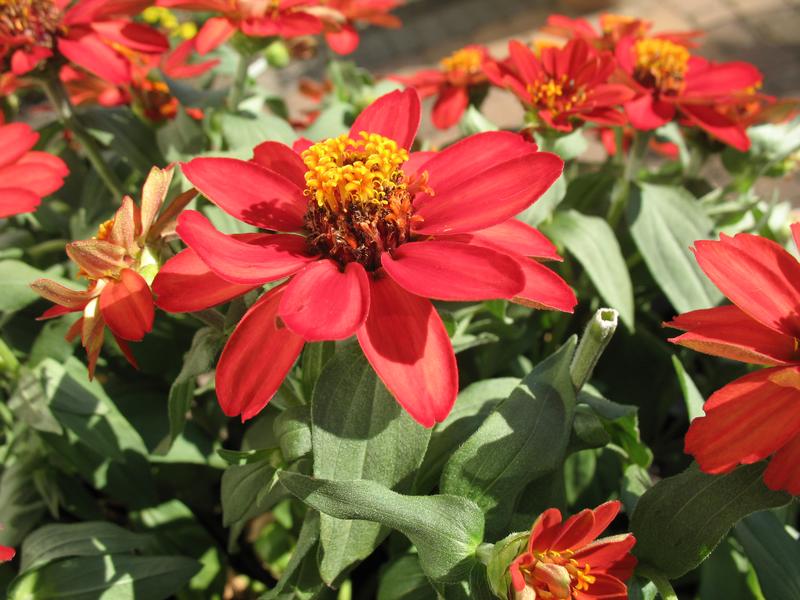 Lawn and Gardens 07.18.2018  (19)