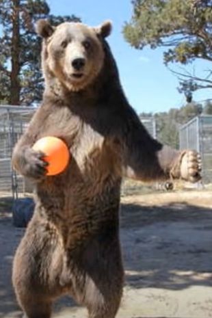 Oso mata a su entrenador durante grabación de comercial (VIDEO)