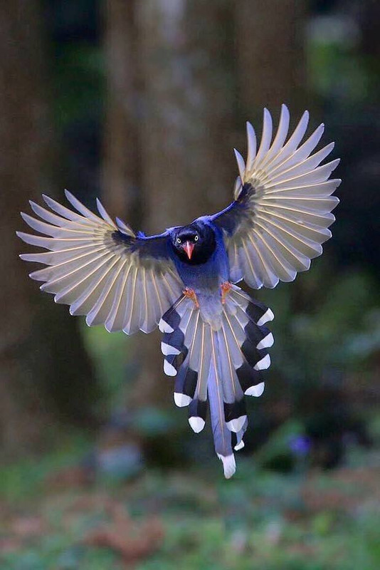 Amazing-1
