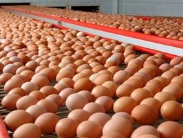 Производство яиц в 1 полугодии 2019 увеличилось до 8,6 млрд. штук