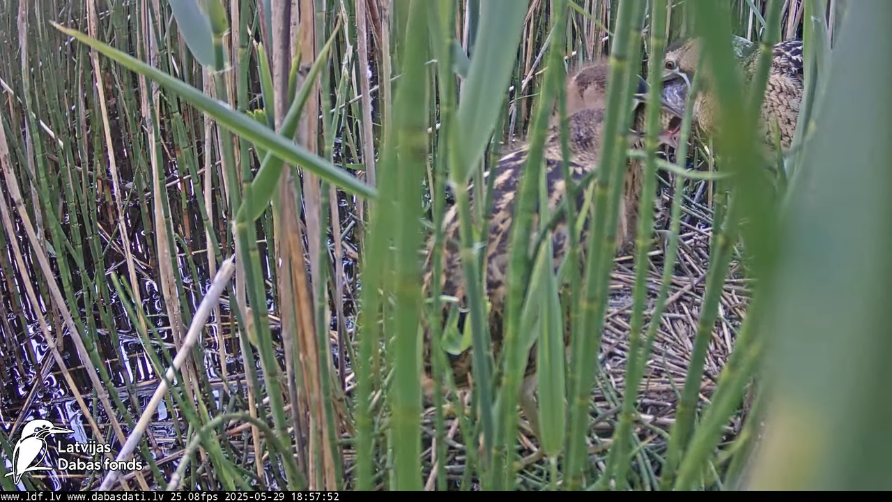 LDF Lielais dumpis (Botaurus stellaris) Zemītes pagastā 18-44-17 screenshot