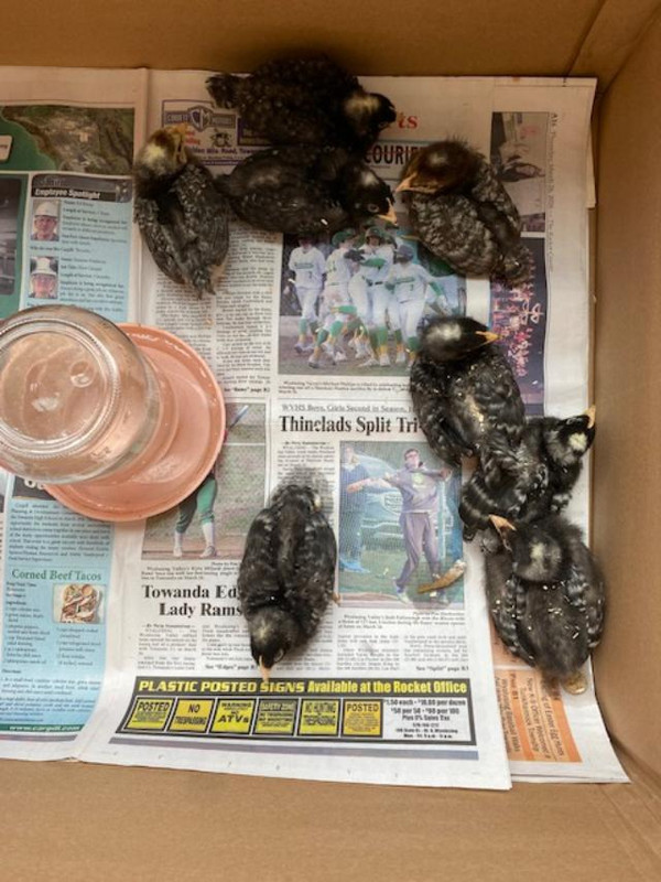 chicks1