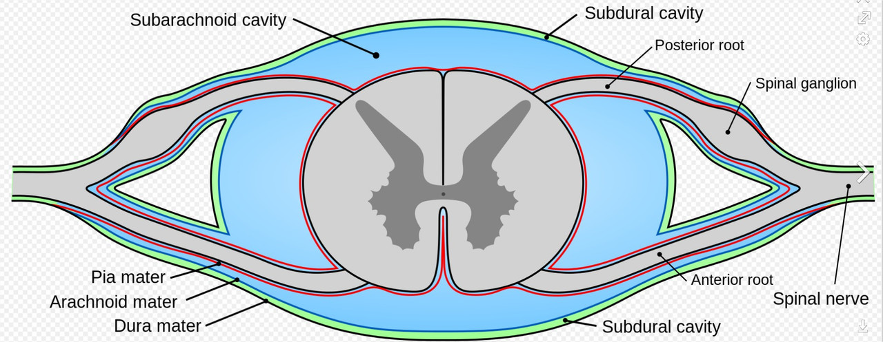 Gray770-en - Racine nerveuse — Wikipédia - Google Chrome