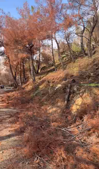 ΑΠΟΜΑΚΡΥΝΣΗ ΕΠΙΚΙΝΔΥΝΩΝ ΚΑΜΕΝΩΝ ΔΕΝΤΡΩΝ ΑΠΟ ΤΗΝ OMIKRON ΣΕ ΣΥΝΕΡΓΑΣΙΑ ΜΕ ΤΗ ΔΙΕΥΘΥΝΣΗ ΔΑΣΩΝ ΧΙΟΥ