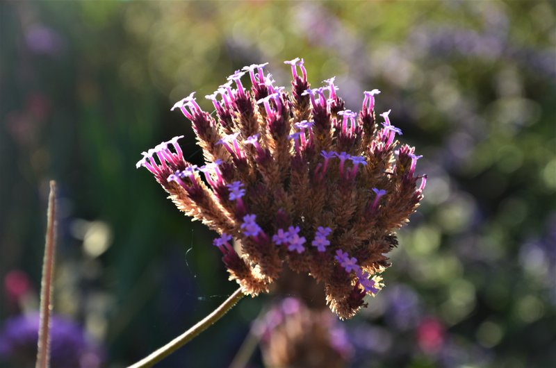 PARQUE EUROPA-2010/2015/2021-MADRID - Paseando por España-1991/2017 (186)