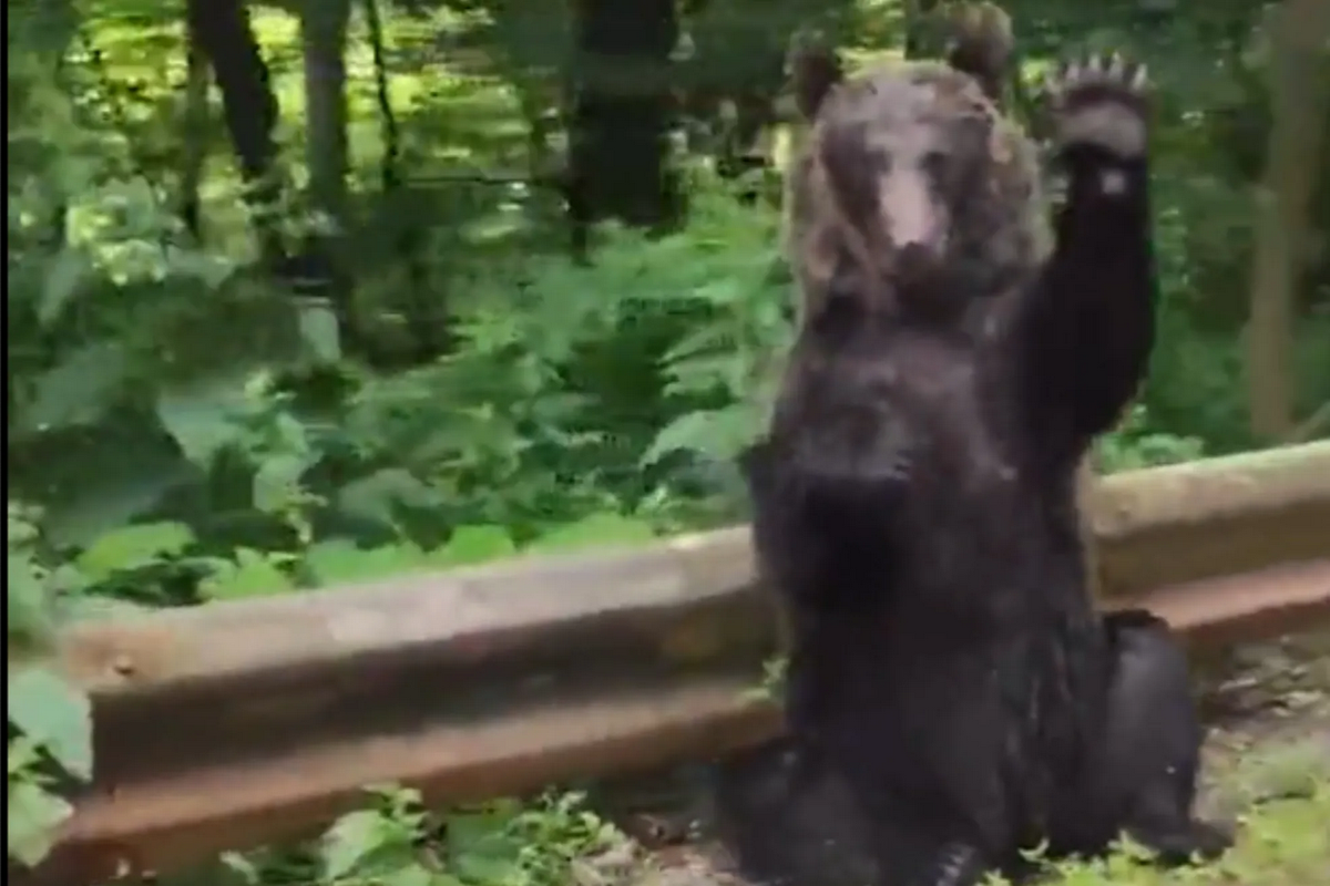 Oso ‘saluda’ a turistas que le cedieron el paso en una carretera (VIDEO)