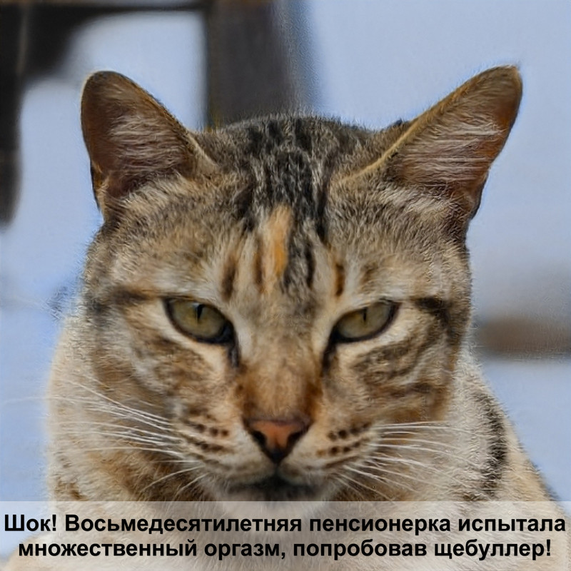 ориентальная кошка голубого окраса