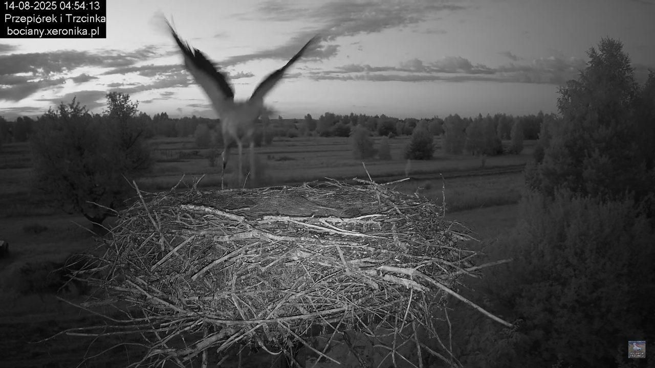 14082025bociany5