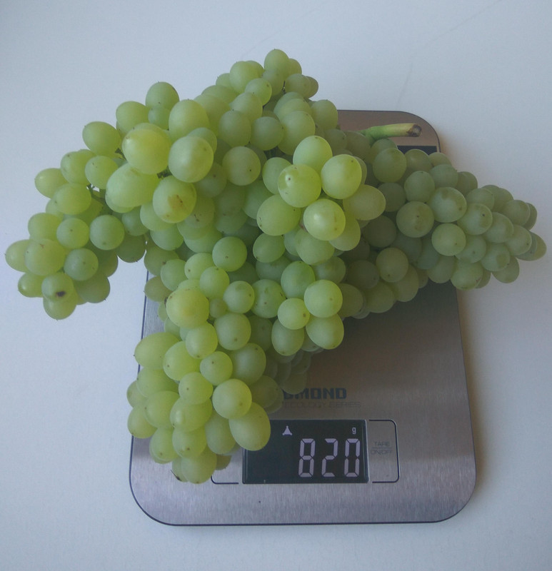 Кишмиш 342 самая большая гроздь фото от 22.08.2018.