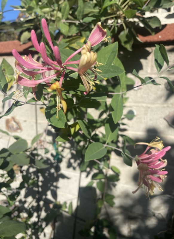 B17C7395-72E5-4586-A9C2-D76B4BB8987F_1_105_c