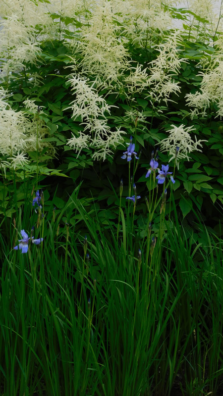 ВДНХ июнь 2023 125