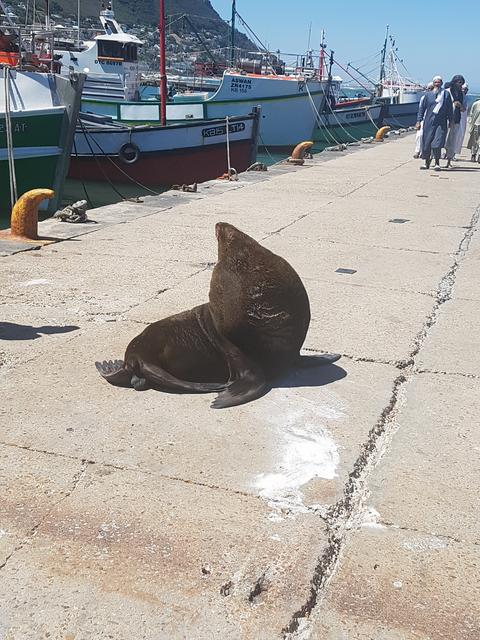 DÍA 3: PENINSULA DEL CABO - Sudáfrica y Seychelles 2018 - Una Honeymoon llena de vida (22)