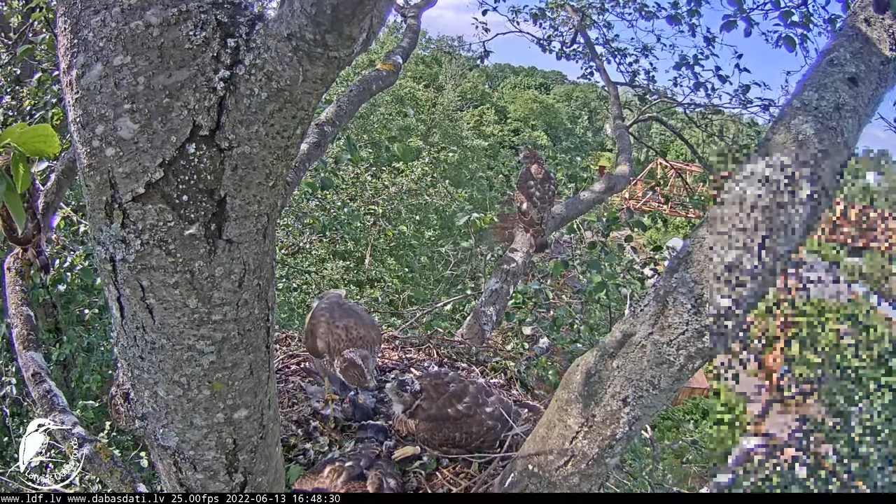 Vistu vanags (Accipiter gentilis) Rīgā - LDF tiešraide __ Goshawks, Riga, Latvia 10-52-5 screenshot