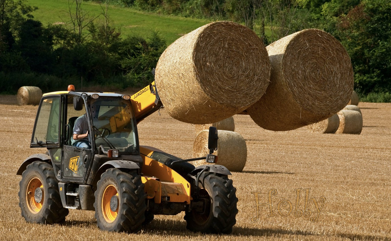 farmeratharvesttimeholly.jpg