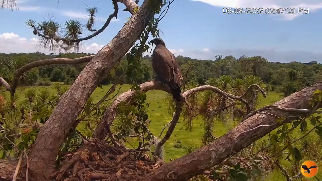 EC Nest Cam 11-2-39 screenshot (1)