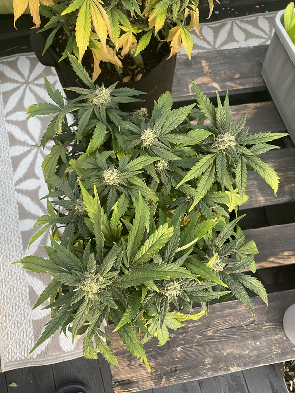 AA16E78B-DB3A-41BB-B7B4-331E92664ED5